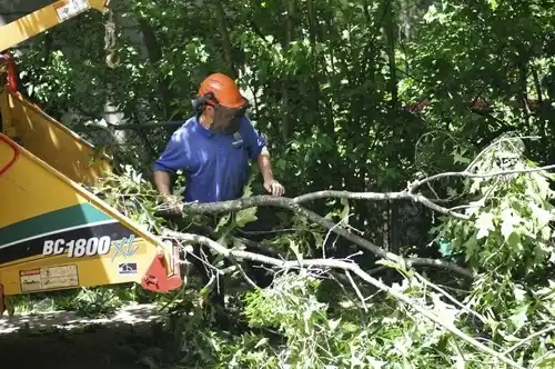tree services Kenesaw